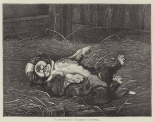 Un cucciolo di San Bernardo, il sonno dell